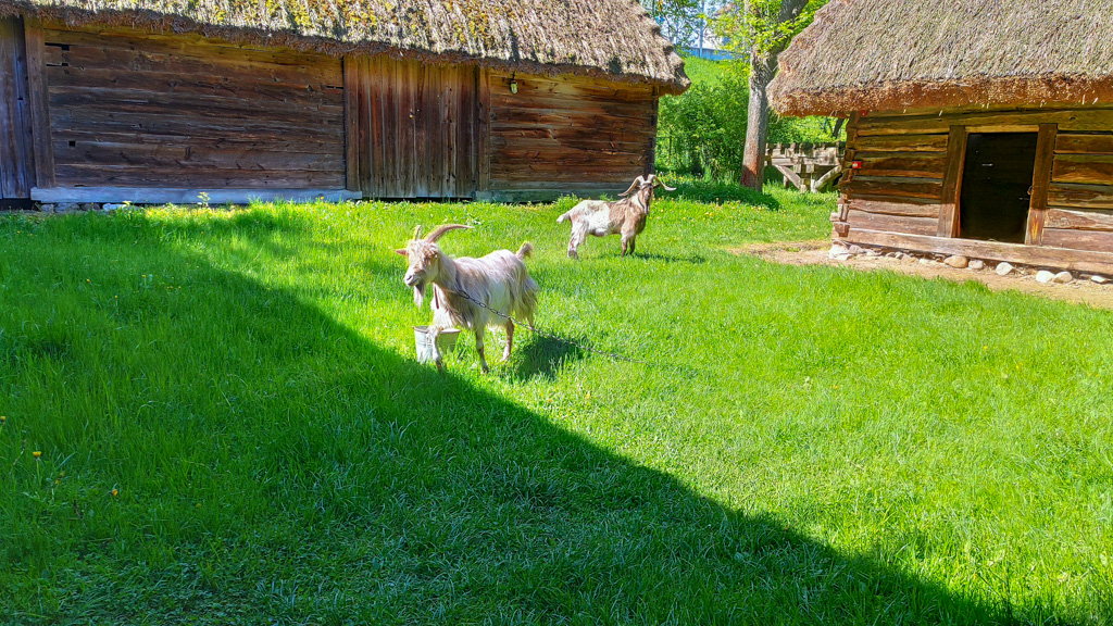 kozy w muzeum wsi ziemii lubelskiej